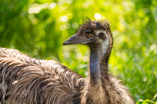 Close-up of Emu (Dromaius novaehollandiae).  photo