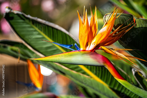 Close-up of Bird of Paradise (Strelitzia reginae) photo