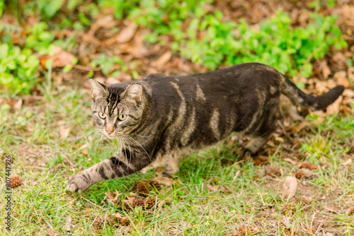 A male cat who is a stray looks at the camera while standing in the grass, about to flee.