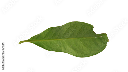 Water guava leaves with Isolate Leaves on transparent background. Png file.