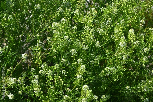 Virginia pepper weed  Lepidium virginicum  flowers. Brassicaceae weeds native to North America. Many small four-petaled flowers bloom in racemes in early summer.