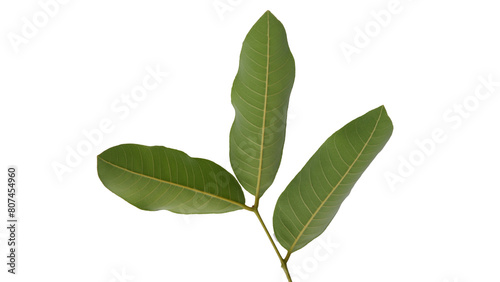 Longan leaves with Isolate Leaves on transparent background. Png file.