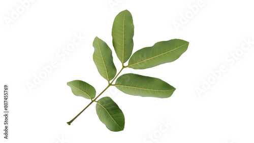 Longan leaves with Isolate Leaves on transparent background. Png file.