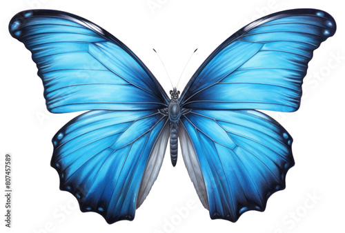PNG Blue morpho butterfly animal insect white background. © Rawpixel.com