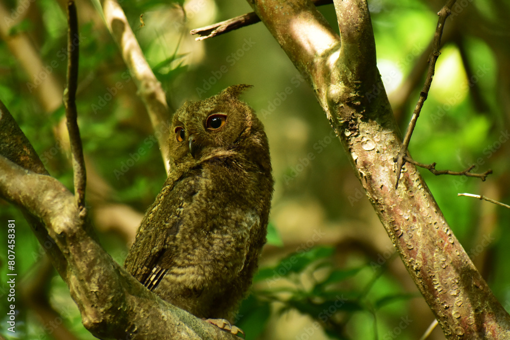 初夏の森のオオコノハズクの幼鳥 初夏の森のオオコノハズクの幼鳥