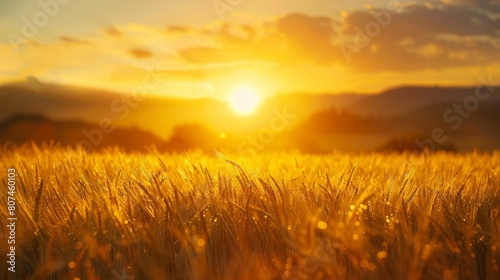 Expansive field of barley with a sun setting in a bright yellow sky  close-up on the golden grains  raw natural beauty