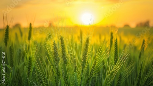 Expansive barley field in sharp focus  under a luminous yellow sky  showcasing the natural beauty and serenity of the scene