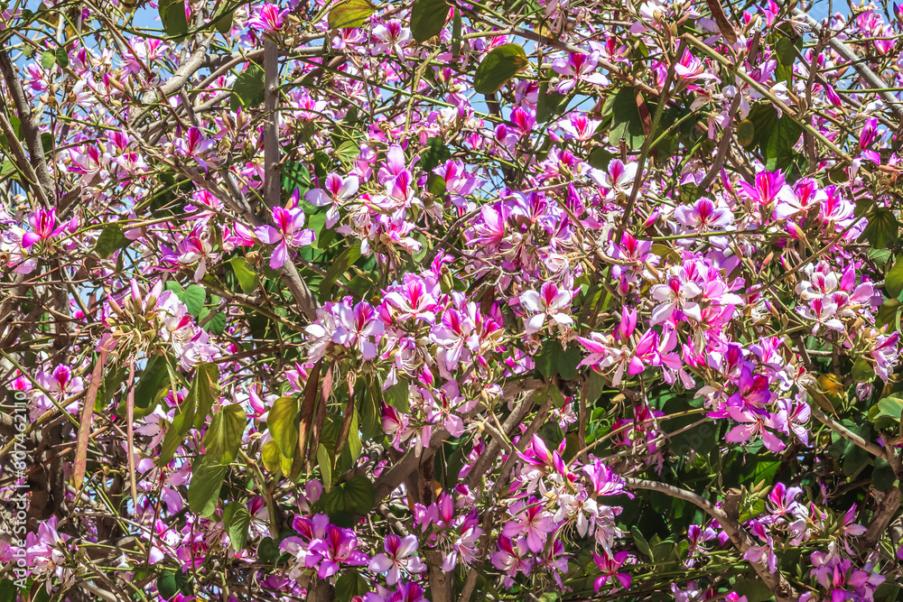 Tree with white and pink flowers adorning the streets, peach tree or bauhinia variegata, orchid tree Tree with white and pink flowers adorning the streets, peach tree or bauhinia variegata, orchid tree