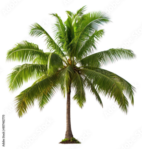 PNG Tree coconut plant transparent background