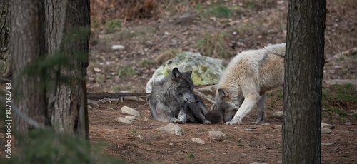 Wolf Whispers of the Wild: A Moment Among Wolves.  Wildlife Photography. 