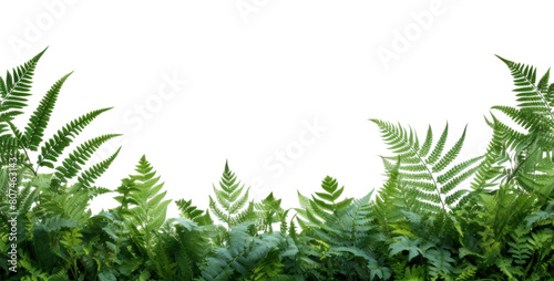 Fototapeta Naklejka Na Ścianę i Meble -  PNG Fern leaves landscape border backgrounds plant leaf