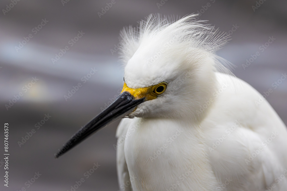 Fototapeta premium Eye and Feather detail on a Snowy Egret