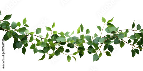 PNG Plant leaf green vine