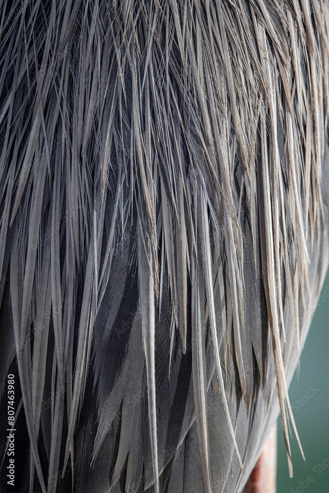 Feather detail of a Great Blue Heron Feather detail of a Great Blue Heron