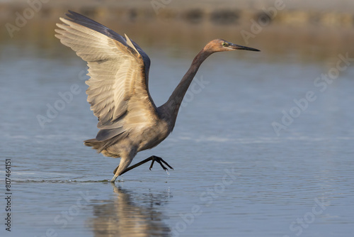 Dancing Reddish Egret on one leg © Brad