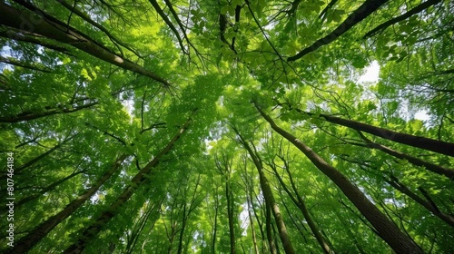 Tall tree . forest green nature background