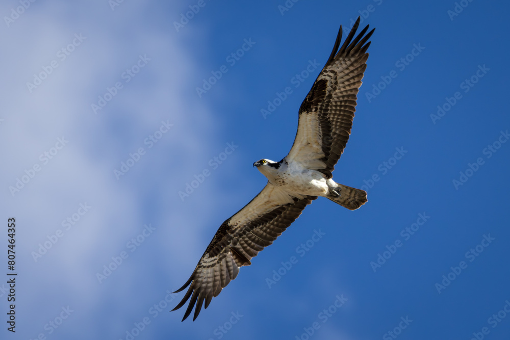 Looking up at an Osprey flying through the clouds Looking up at an Osprey flying through the clouds