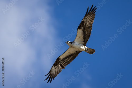 Looking up at an Osprey flying through the clouds