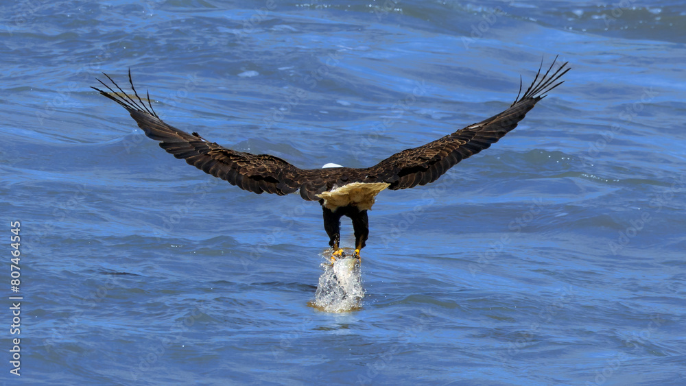Eagle Pulling a fish from the Water Stock Photo | Adobe Stock