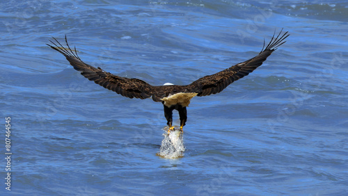 Eagle Pulling a fish from the Water