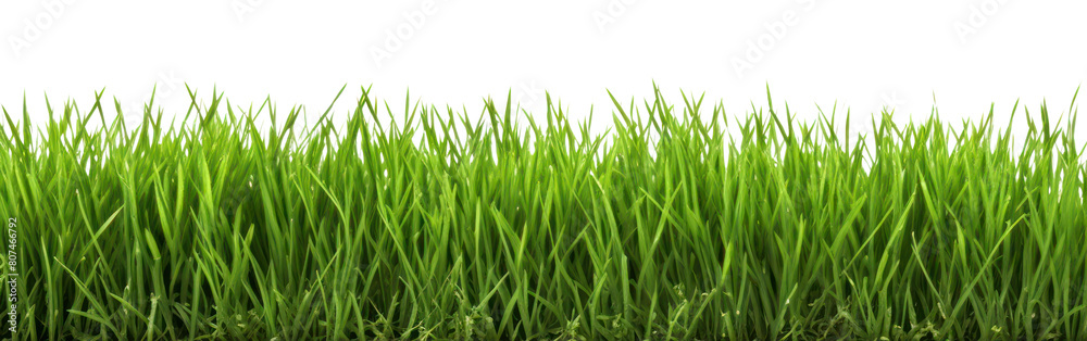 PNG A green grass field backgrounds plant lawn PNG A green grass field backgrounds plant lawn