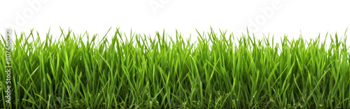 PNG A green grass field backgrounds plant lawn