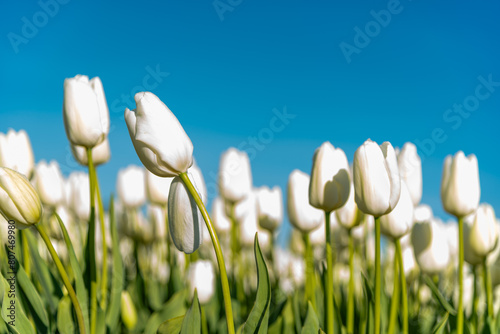 White tulips in a field in Skagit Valley, Washington photo