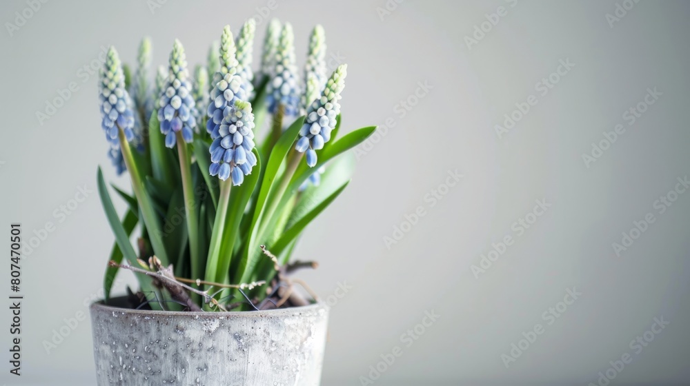 muscari in pot close up on white background generative ai