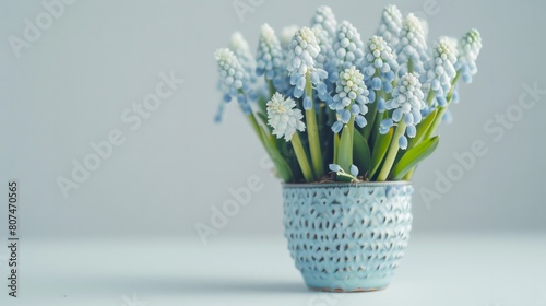 muscari in pot close up on white background generative ai