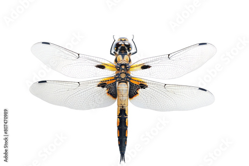 Macro closeup of a green dragonfly isolated on a transparent background, showcasing its delicate wings and intricate body details