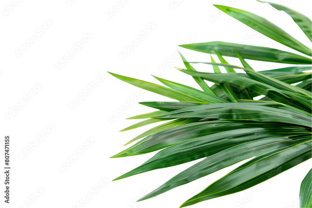 Fototapeta premium leaves isolated on transparent background