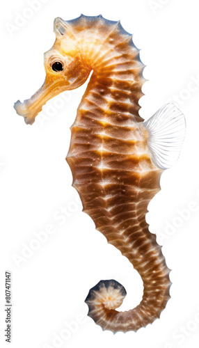 PNG Seahorse animal underwater wildlife.