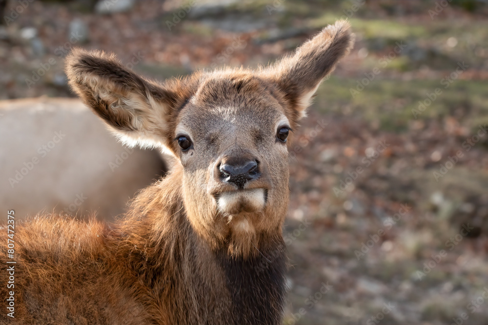 Gentle Gaze: The Curious Eyes of an Elk Calf. Wildlife Photography. Gentle Gaze: The Curious Eyes of an Elk Calf. Wildlife Photography.
