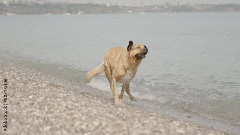A joyful ginger dog runs along the seaside on a sunny day, playing with the water. A joyful ginger dog runs along the seaside on a sunny day, playing with the water.