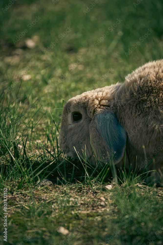 Fototapeta premium closeup of mini lop rabbit eating