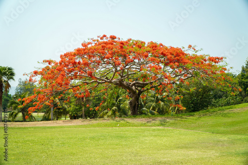 Flamboyant tree with red flowers on the green field.