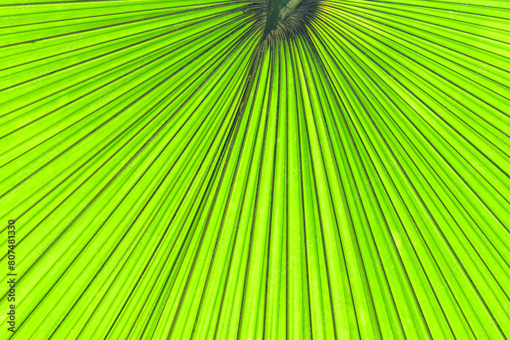 Close up of green palm leaf texture background, tropical leaf plant Close up of green palm leaf texture background, tropical leaf plant