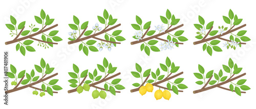 Lemon citrus phenological development stages of plants. Budding and flowering. Ripening growth period on a branch. Vector illustration.