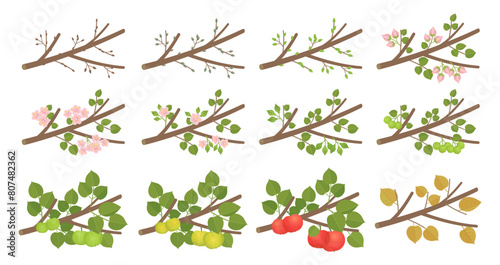 Apple phenological development stages of plants. Budding and flowering. Ripening growth period on a branch. Vector illustration. © ilyakalinin