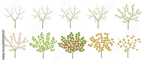 Apple tree phenological development stages of plants. Budding and flowering. Ripening growth period on a branch. Vector illustration. © ilyakalinin