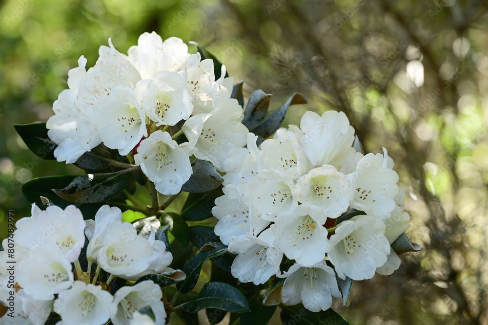 Blooming Rhododendron Blooming Rhododendron