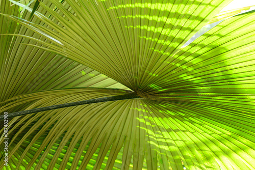 Close up of palm leaf texture background  tropical leaf plant