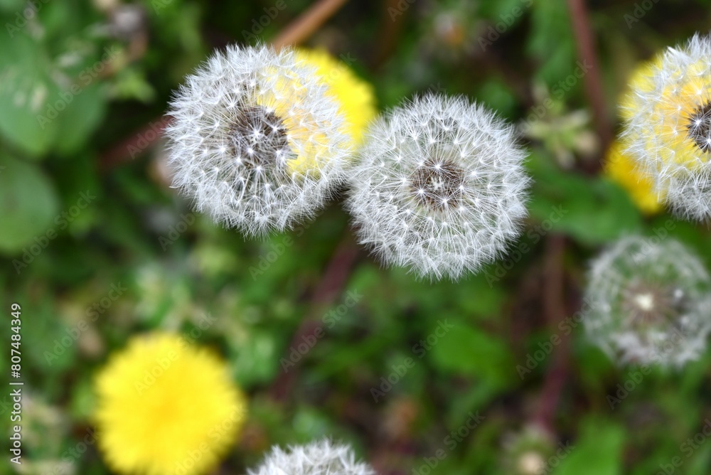 Dandelion fluff. Asteraceae perennial plants. Blooms yellow flowers in spring, then attaches spherical white fluff that scatters on the wind. Dandelion fluff. Asteraceae perennial plants. Blooms yellow flowers in spring, then attaches spherical white fluff that scatters on the wind.