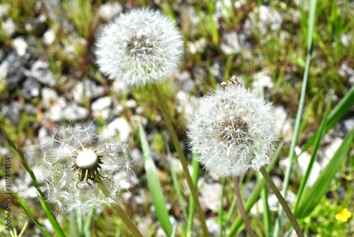 Dandelion fluff. Asteraceae perennial plants. Blooms yellow flowers in spring  then attaches spherical white fluff that scatters on the wind.