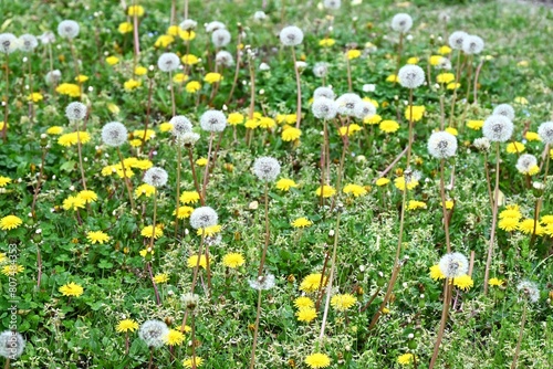 Dandelion fluff. Asteraceae perennial plants. Blooms yellow flowers in spring, then attaches spherical white fluff that scatters on the wind.
