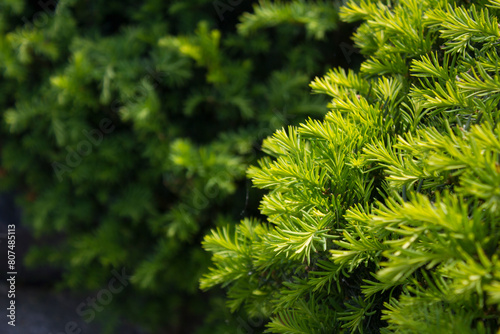 Taxus baccata close up. Green branches of yew tree(Taxus baccata, English yew photo