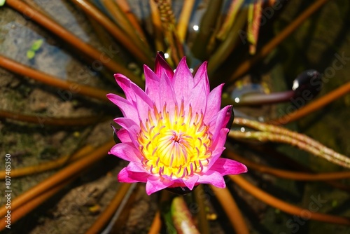 Top of Pink lotus flower in pond.