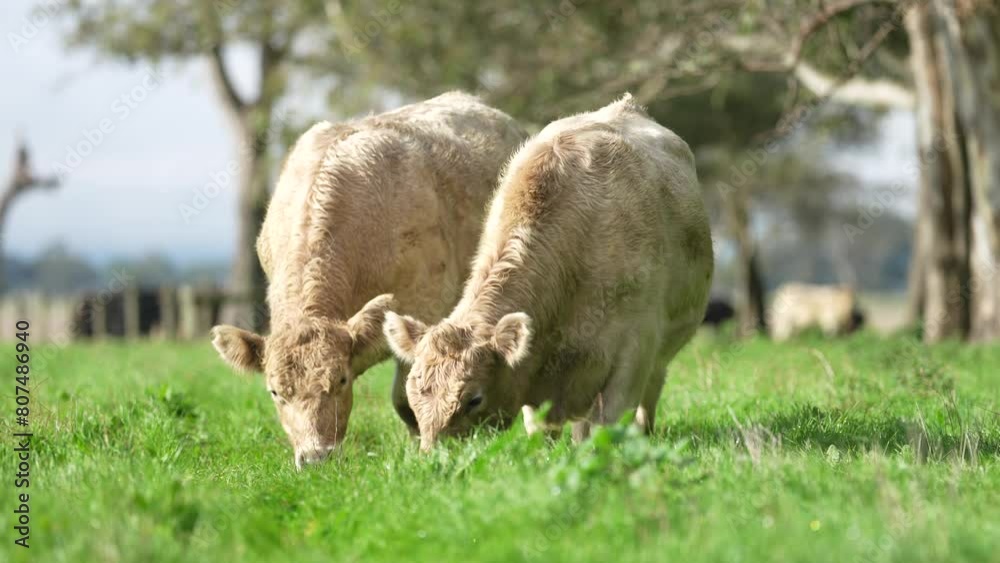 Carbon neutral cattle farming in a free range field on a farm in Australia beautiful cattle in Australia eating grass, grazing on pasture. Herd of cows free range beef being regenerative raised Carbon neutral cattle farming in a free range field on a farm in Australia beautiful cattle in Australia eating grass, grazing on pasture. Herd of cows free range beef being regenerative raised