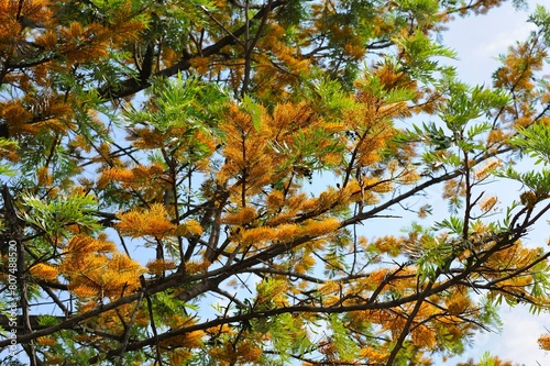Flowering Branches of Grevillea Robusta (Silk Oak) Against Blue Sky