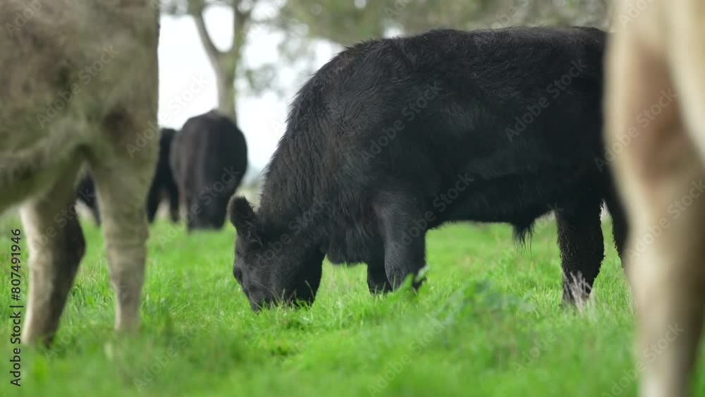 Carbon neutral cattle farming in a free range field on a farm in Australia beautiful cattle in Australia eating grass, grazing on pasture. Herd of cows free range beef being regenerative raised Carbon neutral cattle farming in a free range field on a farm in Australia beautiful cattle in Australia eating grass, grazing on pasture. Herd of cows free range beef being regenerative raised